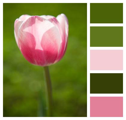 Pink Tulip Pink Flower Tulip Image